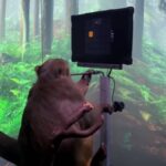 empresa-de-musk-e-investigada-nos-eua-por-maus-tratos-contra-animais