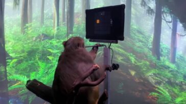 empresa-de-musk-e-investigada-nos-eua-por-maus-tratos-contra-animais
