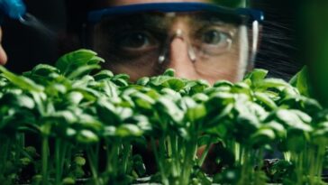 plantas-mudam-de-cor-ao-detectarem-substancias-toxicas