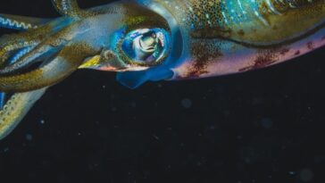 conheca-as-criaturas-que-vivem-na-zona-crepuscular-do-oceano