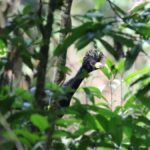 mutum-pinima-|-especie-desaparecida-por-40-anos-e-vista-na-floresta-amazonica