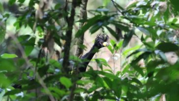 mutum-pinima-|-especie-desaparecida-por-40-anos-e-vista-na-floresta-amazonica