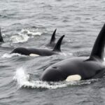 orca-e-baleia-ou-golfinho?-entenda-a-diferenca