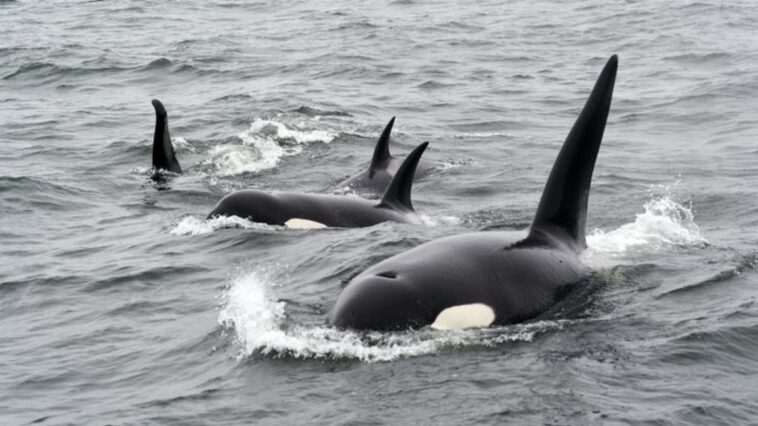 orca-e-baleia-ou-golfinho?-entenda-a-diferenca