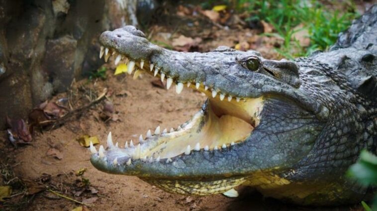 qual-e-a-diferenca-entre-jacare-e-crocodilo?