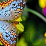 qual-e-a-diferenca-entre-borboleta-e-mariposa?