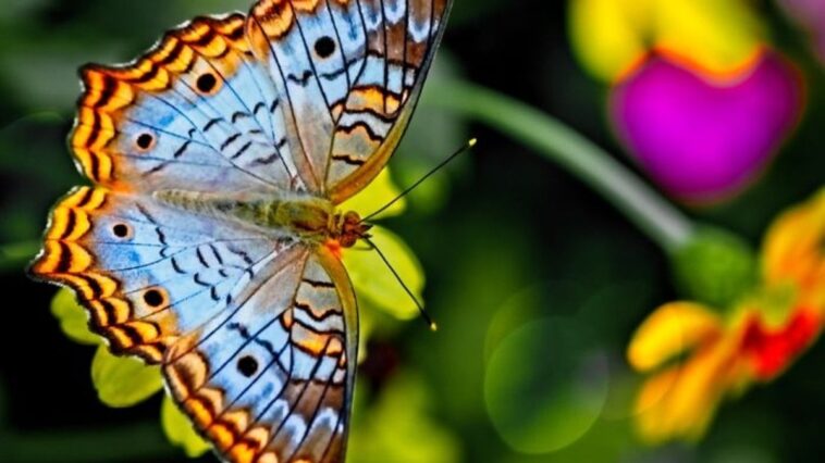 qual-e-a-diferenca-entre-borboleta-e-mariposa?