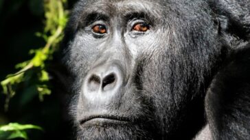 como-o-maior-macaco-da-historia-desapareceu-da-terra