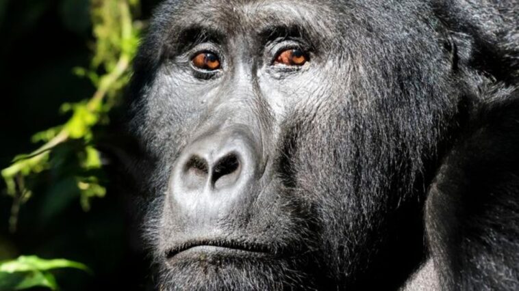 como-o-maior-macaco-da-historia-desapareceu-da-terra