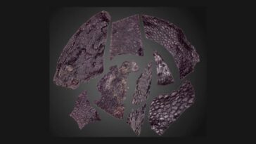 pele-fossil-mais-antiga-do-mundo-tem-290-milhoes-de-anos