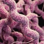 primo-do-mosquito-da-dengue-transmite-bacteria-comedora-de-carne-rara