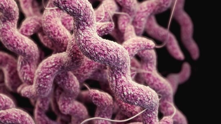 primo-do-mosquito-da-dengue-transmite-bacteria-comedora-de-carne-rara
