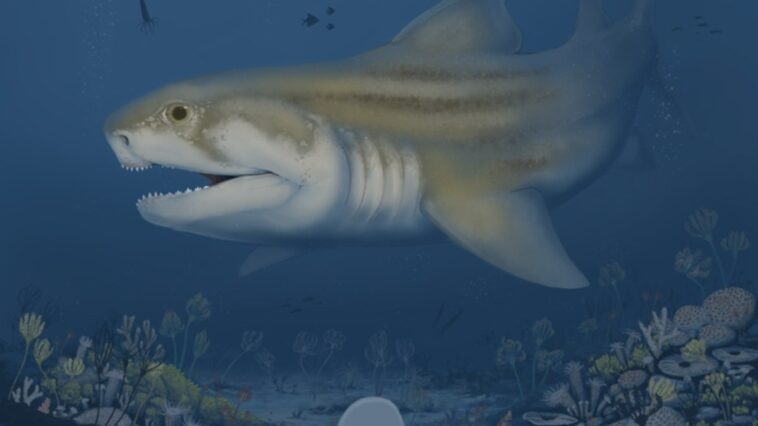 especies-ineditas-de-tubarao-primitivo-sao-encontradas-em-cavernas