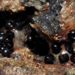 misteriosos-ovos-pretos-sao-encontrados-na-regiao-abissal-do-oceano