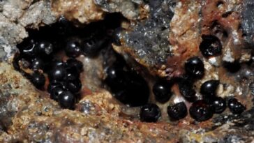 misteriosos-ovos-pretos-sao-encontrados-na-regiao-abissal-do-oceano