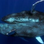 dois-machos-de-baleia-jubarte-sao-flagrados-fazendo-sexo