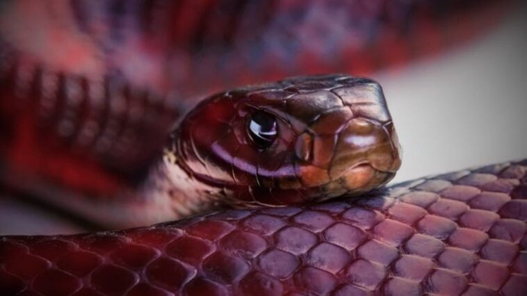 qual-e-a-diferenca-entre-cobra-e-serpente?