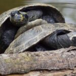 qual-e-a-diferenca-entre-tartaruga,-cagado-e-jabuti?