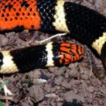 qual-e-a-diferenca-entre-a-cobra-coral-verdadeira-e-a-falsa?