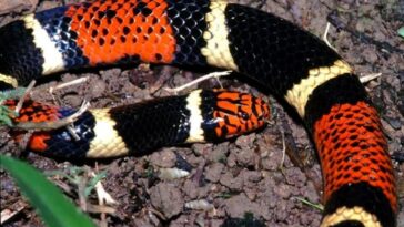 qual-e-a-diferenca-entre-a-cobra-coral-verdadeira-e-a-falsa?