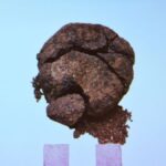 com-8,6-mil-anos,-o-pao-mais-velho-do-mundo-e-encontrado-na-turquia