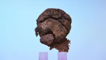 com-8,6-mil-anos,-o-pao-mais-velho-do-mundo-e-encontrado-na-turquia