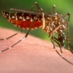 dengue-|-alta-de-casos-e-associada-a-calor-intenso-e-desmatamento