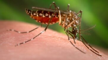 dengue-|-alta-de-casos-e-associada-a-calor-intenso-e-desmatamento