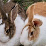 qual-e-a-diferenca-entre-coelho-e-lebre?