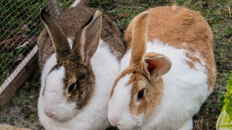 qual-e-a-diferenca-entre-coelho-e-lebre?