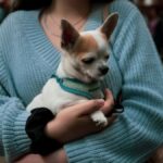 novo-codigo-civil-vai-parar-de-tratar-animais-como-objetos