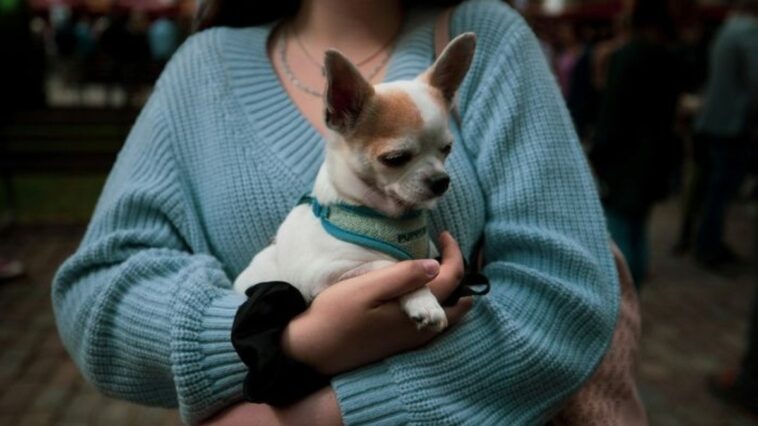 novo-codigo-civil-vai-parar-de-tratar-animais-como-objetos