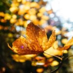 outono-comeca-nesta-quarta-feira,-20-de-marco-de-2024