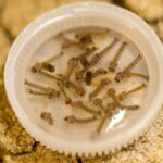 como-e-a-larva-do-mosquito-da-dengue