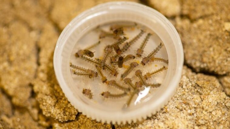 como-e-a-larva-do-mosquito-da-dengue