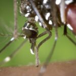 7-doencas-transmitidas-por-mosquitos-como-o-da-dengue
