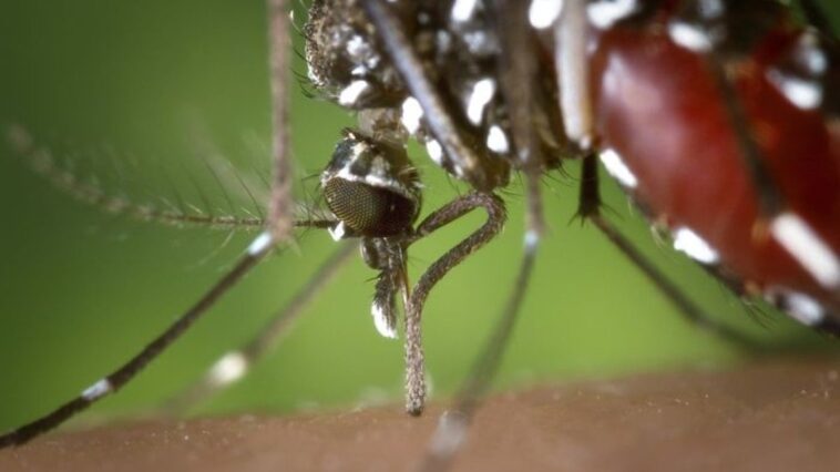 7-doencas-transmitidas-por-mosquitos-como-o-da-dengue