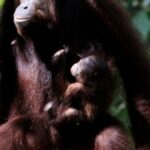 orangotango-selvagem-curou-ferida-com-unguento-que-ele-preparou,-dizem-cientistas