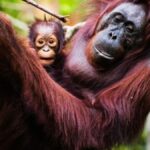 dia-das-maes-|-a-importancia-do-instinto-materno-na-natureza