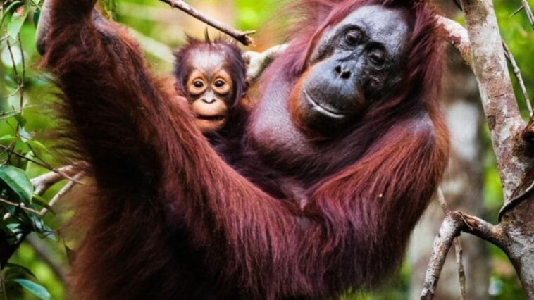 dia-das-maes-|-a-importancia-do-instinto-materno-na-natureza