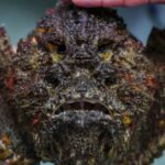 a-perigosa-fauna-marinha-da-australia,-fonte-de-valiosos-antidotos-para-os-humanos