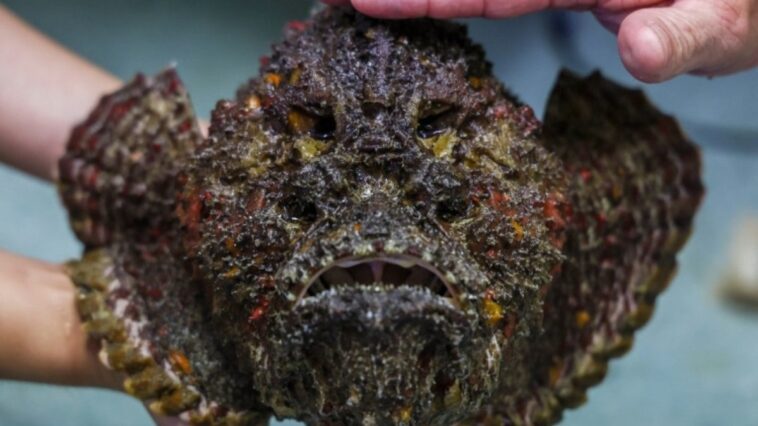 a-perigosa-fauna-marinha-da-australia,-fonte-de-valiosos-antidotos-para-os-humanos