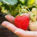 brasil-criara-tecnologias-de-plantacao-de-alimentos-no-espaco