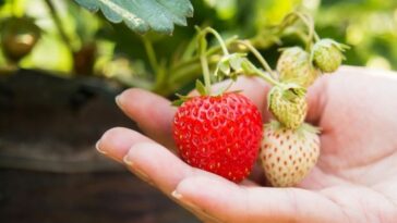 brasil-criara-tecnologias-de-plantacao-de-alimentos-no-espaco
