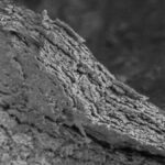 pele-incrivelmente-preservada-de-dinossauro-surpreende-paleontologos