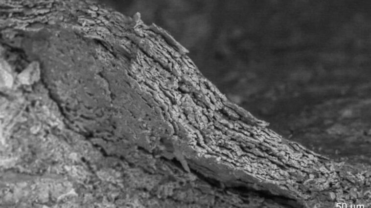 pele-incrivelmente-preservada-de-dinossauro-surpreende-paleontologos