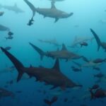 video-mostra-centenas-de-tubaroes-martelo-nadando-ao-redor-de-vulcao