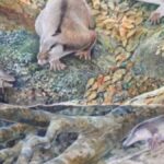 australia-desenterra-fossil-de-criatura-bizarra-de-100-milhoes-de-anos