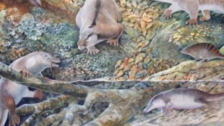 australia-desenterra-fossil-de-criatura-bizarra-de-100-milhoes-de-anos