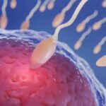 japoneses-descobrem-por-que-femeas-vivem-mais-que-machos